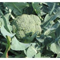 Brocoli