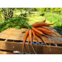 Carottes