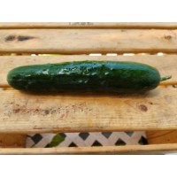 Concombre 