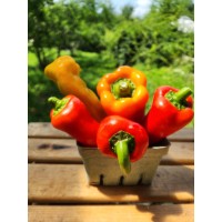 Poivron couleur