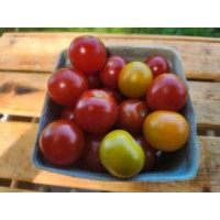 Tomate cerise