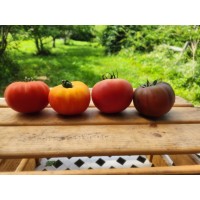 Tomate