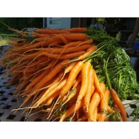 Carottes